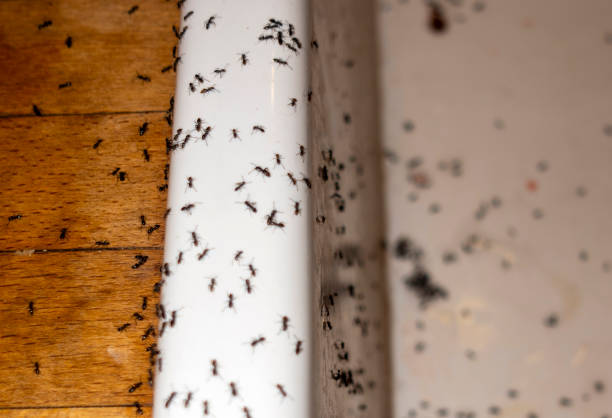 Best Termite Control Services  in West Pensacola, FL