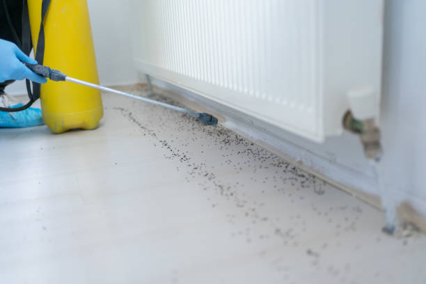 Best Wasp Removal Services  in West Pensacola, FL